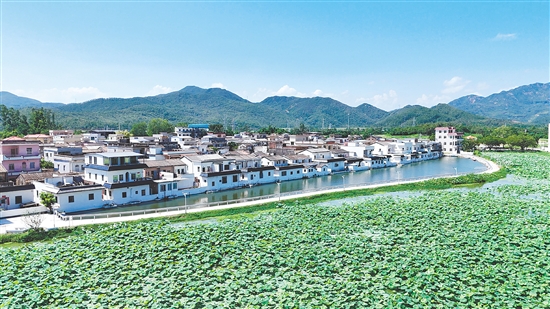 在白沙西泮村,碧绿的荷叶随风摇曳,阵阵清香弥漫整个村落。 在白沙西泮村,碧绿的荷叶随风摇曳,阵阵清香弥漫整个村落。