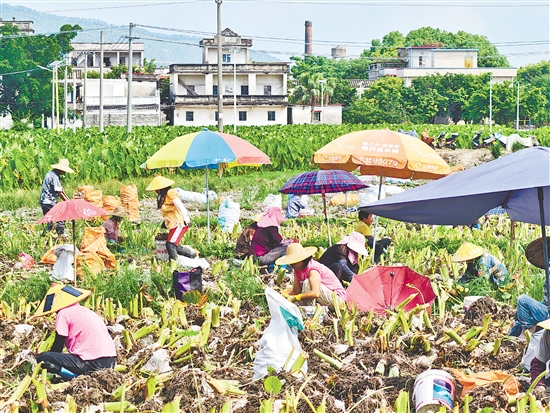 农户们在田间地头忙着挖芋头、分拣，一派丰收热闹景象。