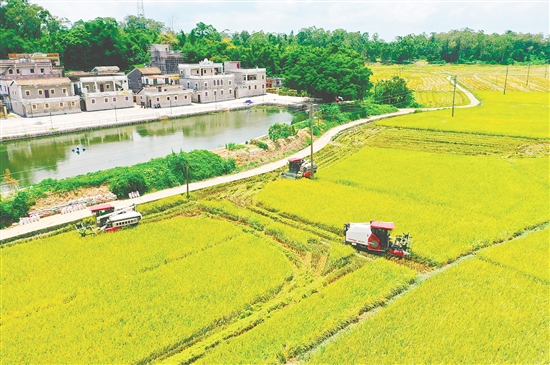 侨乡的田野乡间,一派丰收好景。 侨乡的田野乡间,一派丰收好景。