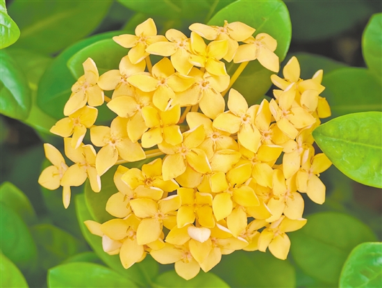 黄龙船花又名黄仙丹，适应性强、耐高温、易养护，花期可从春季持续至冬季。