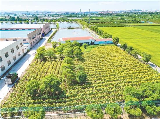 图为改造后丰盛村盘活村内撂荒地打造都市农耕研学基地。