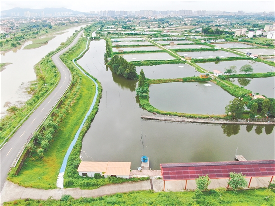 大埠村积极布局河涌沿线休闲渔业基础设施建设，打造大埠钓鱼场。