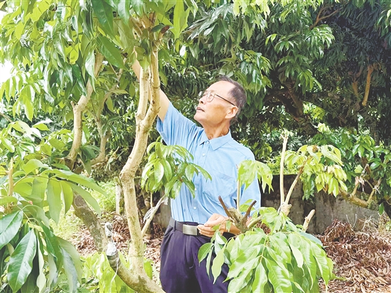 广州华立学院李向林教授科研团队将多年研发成果从实验室带至田间地头，在新会区崖门镇梁黄屋村打造“荔枝+石斛+红松茸+蜂蜜”四维一体立体种养基地。
