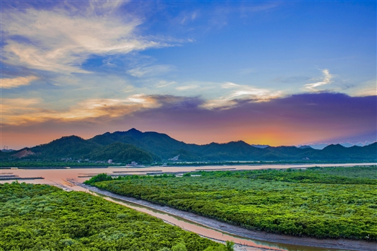 镇海湾红树林碳汇拍出全国亮眼成交价，江门蓝碳“第一拍”在此落地，生态产品价值实现的“恩平样本”被省级推广。图为镇海湾红树林。
