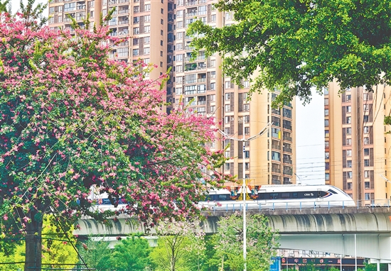 美丽异木棉迎来盛花期,连片粉紫繁花缀满枝头,为城市铺就一道浪漫的秋冬限定风景线。 美丽异木棉迎来盛花期,连片粉紫繁花缀满枝头,为城市铺就一道浪漫的秋冬限定风景线。