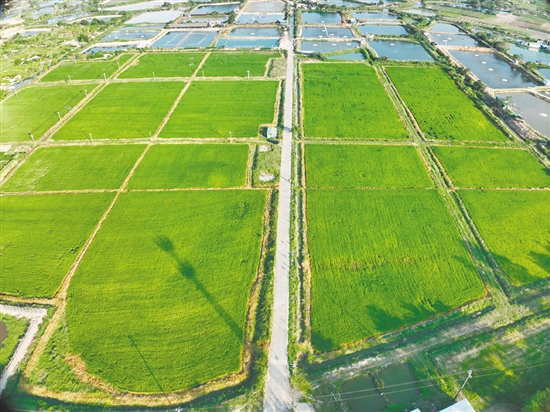 鹤山市供销社以科技赋能农业，优化田间管护。