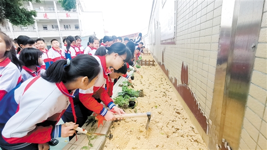 学生亲身体验种植蔬菜的过程。