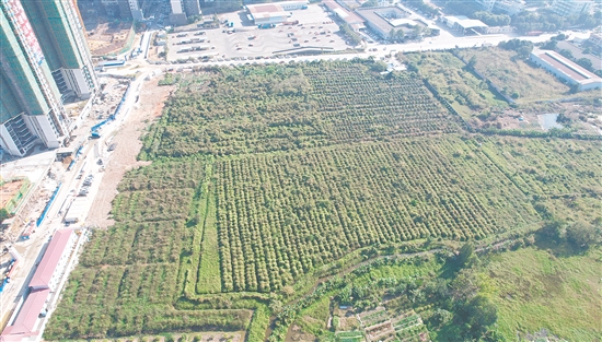 今年1月，汇峰地产以总价3.49亿元拿下开平33号地。