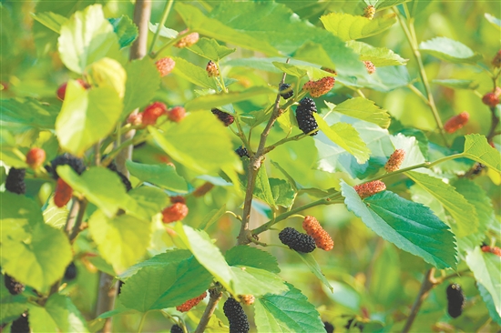 紫红色的桑葚让人垂涎欲滴。